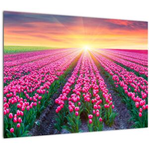Tulipán mező és a nap képe (Modern kép, Vászonkép, 70x50 cm)