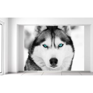 Gario Fotótapéta Husky ás mély kutyatekintet Méretek (sz x m): 200 x 150 cm, Anyag: Latex (ragasztó ingyen)