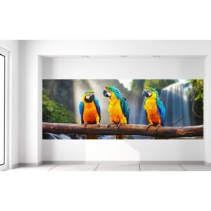Gario Fotótapéta Színes papagájok Méretek (sz x m): 268 x 100 cm, Anyag: Latex (ragasztó ingyen)