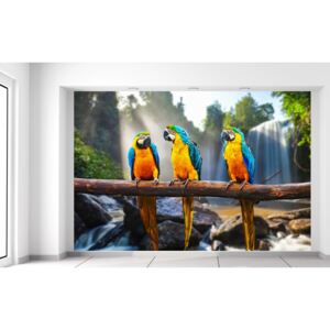 Gario Fotótapéta Színes papagájok Méretek (sz x m): 368 x 248 cm, Anyag: Latex (ragasztó ingyen)