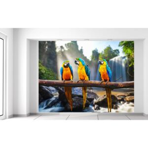 Gario Fotótapéta Színes papagájok Méretek (sz x m): 200 x 150 cm, Anyag: Latex (ragasztó ingyen)