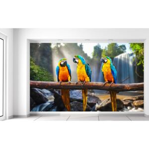 Gario Fotótapéta Színes papagájok Méretek (sz x m): 412 x 248 cm, Anyag: Latex (ragasztó ingyen)