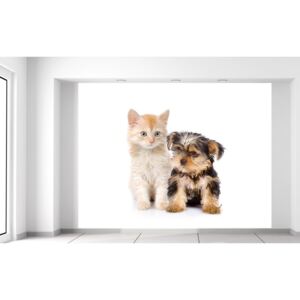 Gario Fotótapéta Bűbájos kiskutya és cica Méretek (sz x m): 200 x 150 cm, Anyag: Latex (ragasztó ingyen)