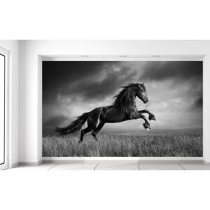 Gario Fotótapéta Titokzatos fekete ló Méretek (sz x m): 402 x 240 cm, Anyag: Latex (ragasztó ingyen)