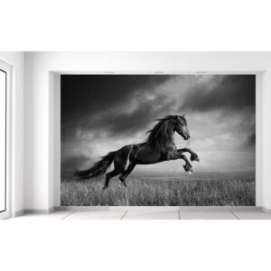 Gario Fotótapéta Titokzatos fekete ló Méretek (sz x m): 200 x 135 cm, Anyag: Latex (ragasztó ingyen)