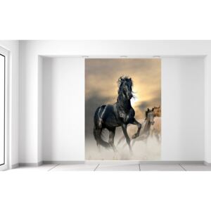 Gario Fotótapéta Gyönyörű fekete ló Méretek (sz x m): 150 x 200 cm, Anyag: Latex (ragasztó ingyen)