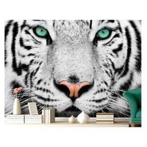Fotótapéta (óriásposzter) no.220 WHITE TIGER" 280x200cm Animal"