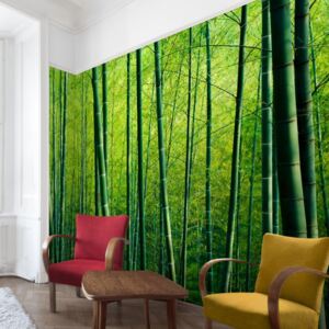 VLIES poszter tapéta - Bambuswald - Bambusz erdő Fotótapéta