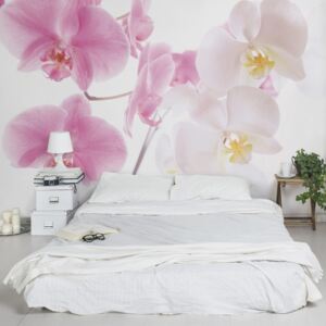 VLIES poszter tapéta - Delicate Orchids - Különleges Orchidea Fo