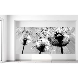 Gario Fotótapéta Gyönyörű feketefehér pitypangok Méretek (sz x m): 536 x 240 cm, Anyag: Latex (ragasztó ingyen)