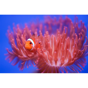 Exkluzív Művész Fotók Finding Nemo, Wendy