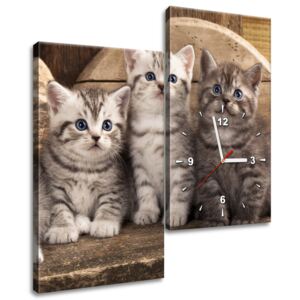 Gario Órás falikép Brit macskák 60x60cm HD nyomtatás