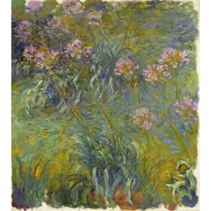 Agapanthus, 1914-26 Festmény reprodukció, Claude Monet