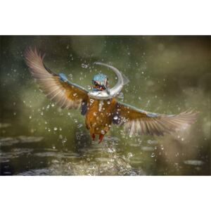 Exkluzív Művész Fotók Kingfisher, Alberto Ghizzi Panizza