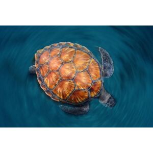Exkluzív Művész Fotók Spin Turtle, Sergi Garcia