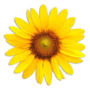 Sunflower mintás tányéralátét jutaszövetből - Madre Selva