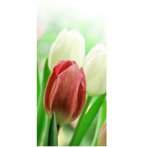 Nyomatos roletta Vörös tulipánok 61x150cm FR2181B_1MA