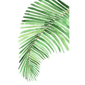 Ábra Watercolor palm leaf, Blursbyai