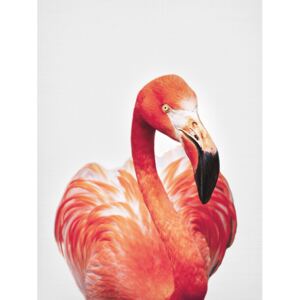 Flamingo, (96 x 128 cm)