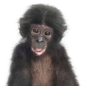 Baby Monkey, (96 x 128 cm)