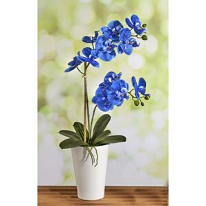 Astoreo Kék orchidea