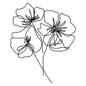 Illusztráció Black poppy, Veronika Boulová, (26.7 x 40 cm)