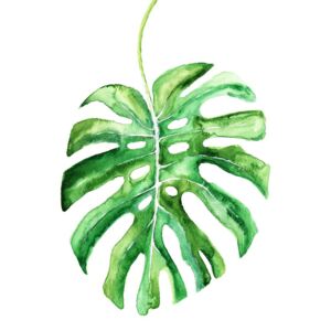 Ábra Watercolor monstera leaf, Blursbyai