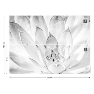 Fotótapéta GLIX - Aloe Növény Fekete És Fehér Papír tapéta - 254x184 cm