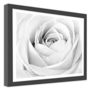 Keretezett kép CARO - White Rose Fekete 29,7x21 cm
