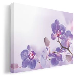 Lila orchidea vászonkép