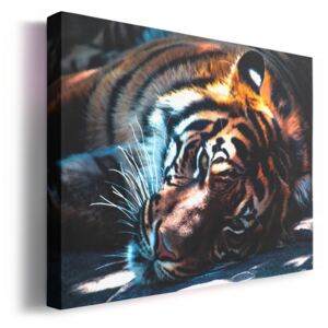 Fekvő tigris vászonkép