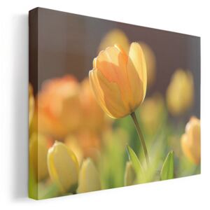 Sárga tulipán vászonkép