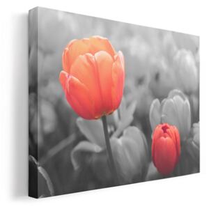 Piros tulipán vászonkép