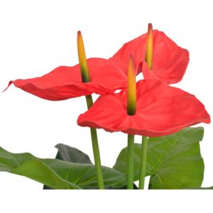 Műflamingóvirág virágcseréppel 90 cm piros és sárga
