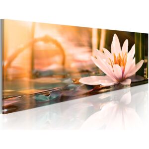 Vászonkép Bimago - Beautiful Lotus 150x50 cm