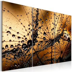 Vászonkép Bimago - Dandelions and dew 90x60 cm