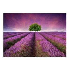 Lavender Field szőnyeg, 52 x 75 cm - Zerbelli