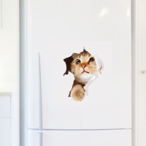 Cat in Hole falmatrica - Ambiance