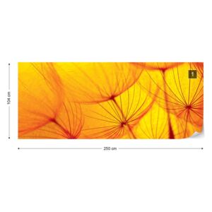 Fotótapéta GLIX - Orange Pitypang Nem szőtt tapéta - 250x104 cm
