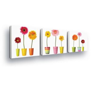 Vászonkép GLIX - Gerbera in Flowerpot 3 x 25x25 cm