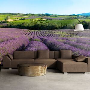 Fotótapéta Bimago - Lavender fields 200x154 cm
