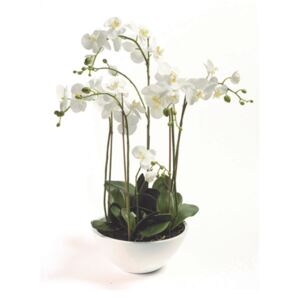 Művirág ültetett orchidea, fehér