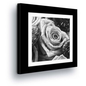 Vászonkép GLIX - Flower Rose in Gray Tone in the Passepartout 40x40 cm