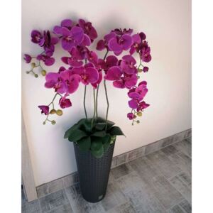 Élénk lila orchidea dekor