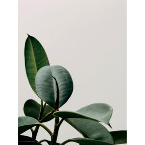 Exkluzív Művész Fotók plant leaf, Finlay Noa