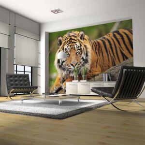 Fotótapéta Bimago - Sumatran tiger + Ragasztó ingyen 300x231 cm