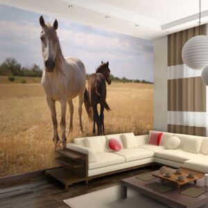 Fotótapéta Bimago - Horse And Foal + Ragasztó ingyen 200x154 cm
