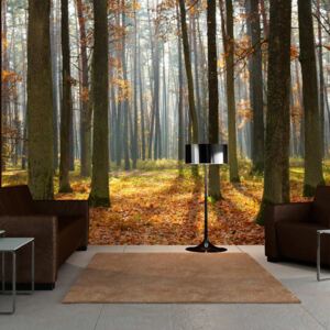 Tapéta Bimago - Autumn trees + Ragasztó ingyen 200x154 cm
