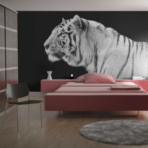 Fotótapéta Bimago - White tiger + Ragasztó ingyen 200x154 cm