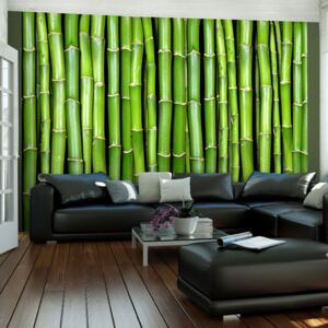 Fotótapéta Bimago - Bamboo wall + Ragasztó ingyen 250x193 cm